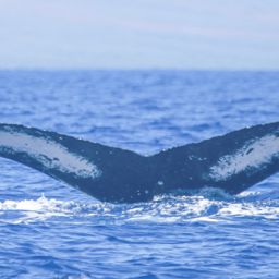 Fluke of HI21_0123