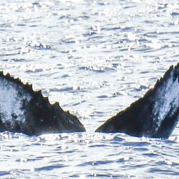 Fluke of HI21_0018