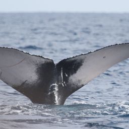 Fluke of HI21_0006