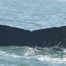 Fluke of CRC-19721