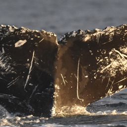 Fluke of CRC-23227