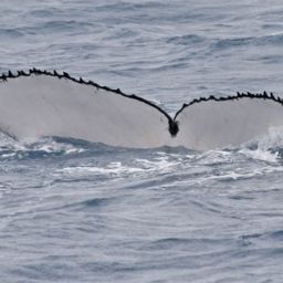 Fluke of UID-2074
