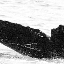 Fluke of CRC-10074