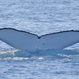 Fluke of UID-2029