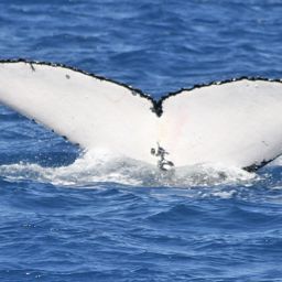 Fluke of UID-2237