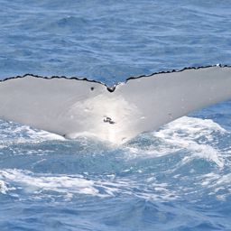 Fluke of UID-2545