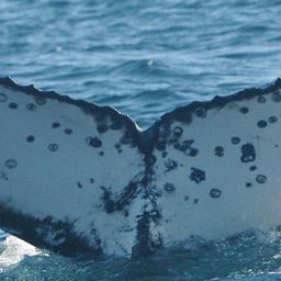 Fluke of UID-1160