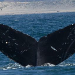 Fluke of CRC-15095