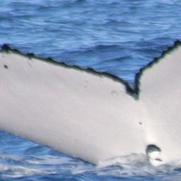 Fluke of UID-1511