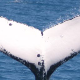 Fluke of METIS