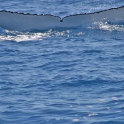 Fluke of BENTHOS