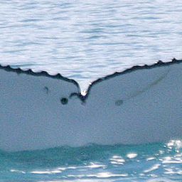 Fluke of CHILE