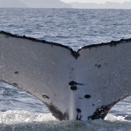 Fluke of UID-1748