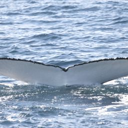 Fluke of UID-2865
