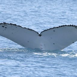 Fluke of UID-2710