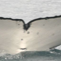 Fluke of UID-2995