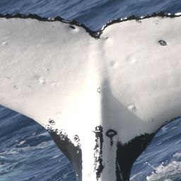Fluke of UID-3137
