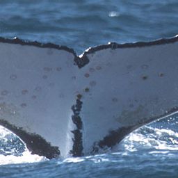 Fluke of UID-1008
