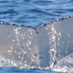 Fluke of WATHUMBA