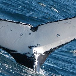 Fluke of UID-2960
