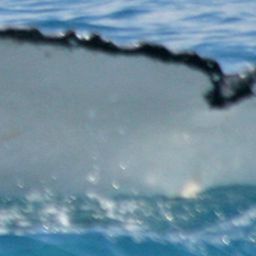 Fluke of UID-3338