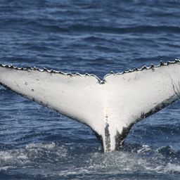 Fluke of UID-3068