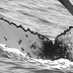 Fluke of Anchor