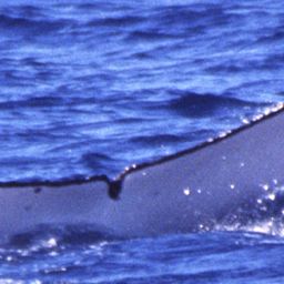 Fluke of UID-1042