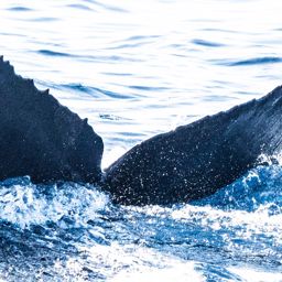 Fluke of HW-MN0443385