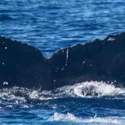 Fluke of HW-MN0443391