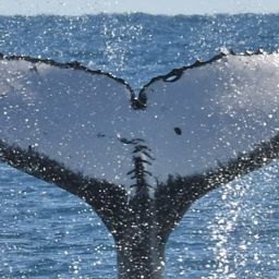 Fluke of PWF-SP_8247
