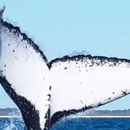 Fluke of PWF-SP_8267