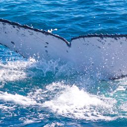 Fluke of PWF-SP_8277
