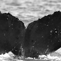 Fluke of CRC-15948