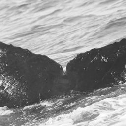 Fluke of CRC-15841