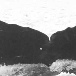 Fluke of CRC-16060
