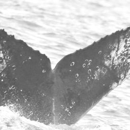Fluke of CRC-15844