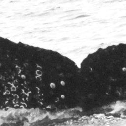 Fluke of Southern Cross