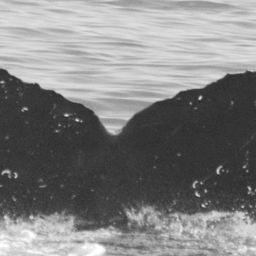 Fluke of Trident