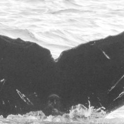Fluke of CRC-16159