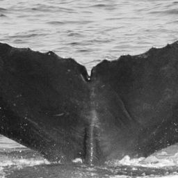 Fluke of CRC-16065