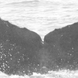 Fluke of CRC-16115