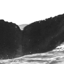 Fluke of CRC-16069