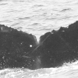 Fluke of CRC-16103
