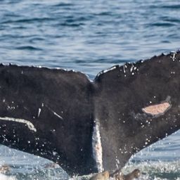 Fluke of CRC-16041