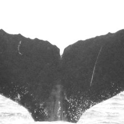 Fluke of CRC-16036