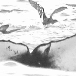 Fluke of CRC-16139