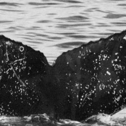 Fluke of CRC-16123