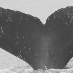 Fluke of CRC-12380