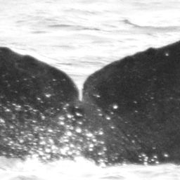 Fluke of Hopper